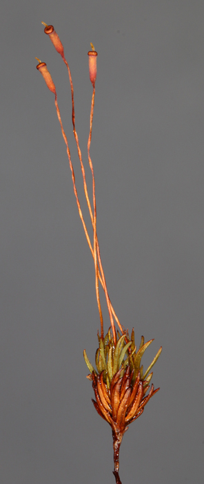 Pogonatum dentatum